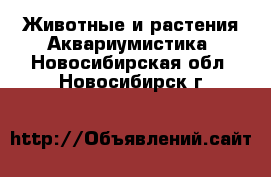 Животные и растения Аквариумистика. Новосибирская обл.,Новосибирск г.